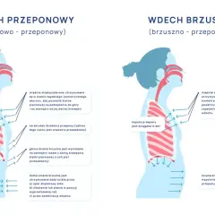 Ilustracja porównuje wdech piersiowo-przeponowy i brzuszno-przeponowy, pokazując pracę przepony.