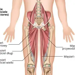 Anatomia mięśni przywodzicieli uda: mięsień grzebieniowy, przywodziciel długi, przywodziciel wielki, przywodziciel krótki i smukły.