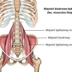 Anatomia mięśnia biodrowo-lędźwiowego, pokazująca jego połączenie z kręgosłupem i miednicą.