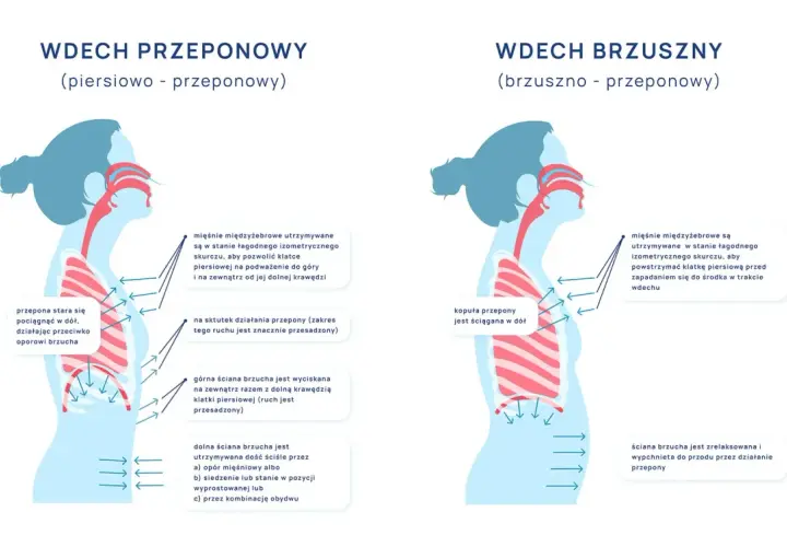 Ilustracja porównuje wdech piersiowo-przeponowy i brzuszno-przeponowy, pokazując pracę przepony.