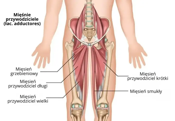 Anatomia mięśni przywodzicieli uda: mięsień grzebieniowy, przywodziciel długi, przywodziciel wielki, przywodziciel krótki i smukły.