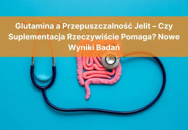Model jelit i stetoskop. Czy glutamina co to i suplementacja pomagają na przepuszczalność jelit? Wyniki badań.