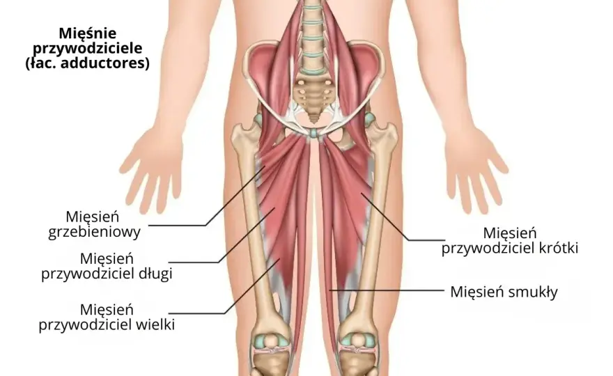 Ból wewnętrznej strony uda - Przyczyny i powrót bez nawrotów
