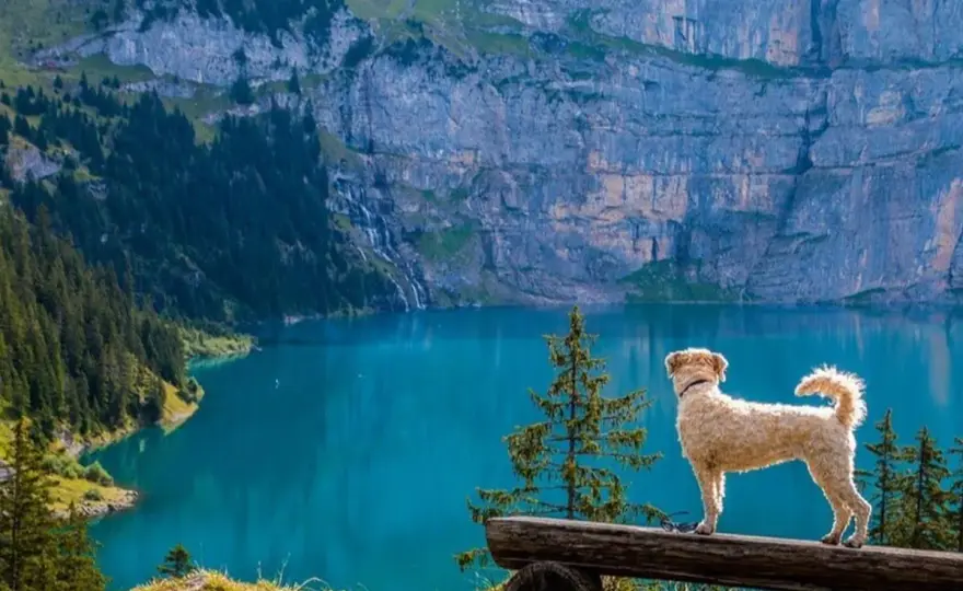 Góry z psem - gdzie iść? Szlaki, zasady, przygotowanie!