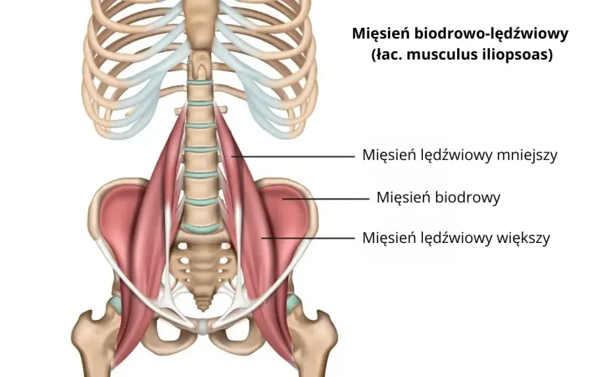 Mięsień biodrowo-lędźwiowy - Ból? Jak chronić i wzmocnić!
