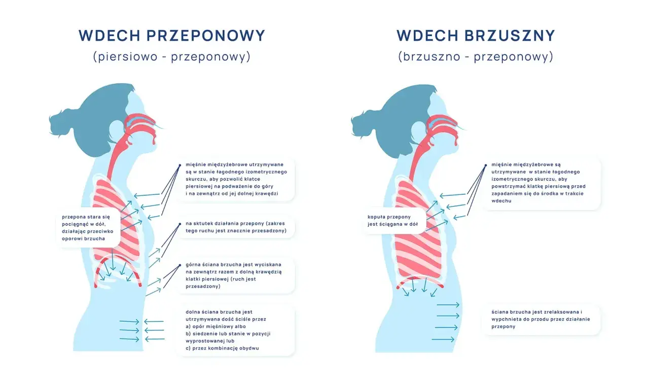 Ilustracja porównuje wdech piersiowo-przeponowy i brzuszno-przeponowy, pokazując pracę przepony.
