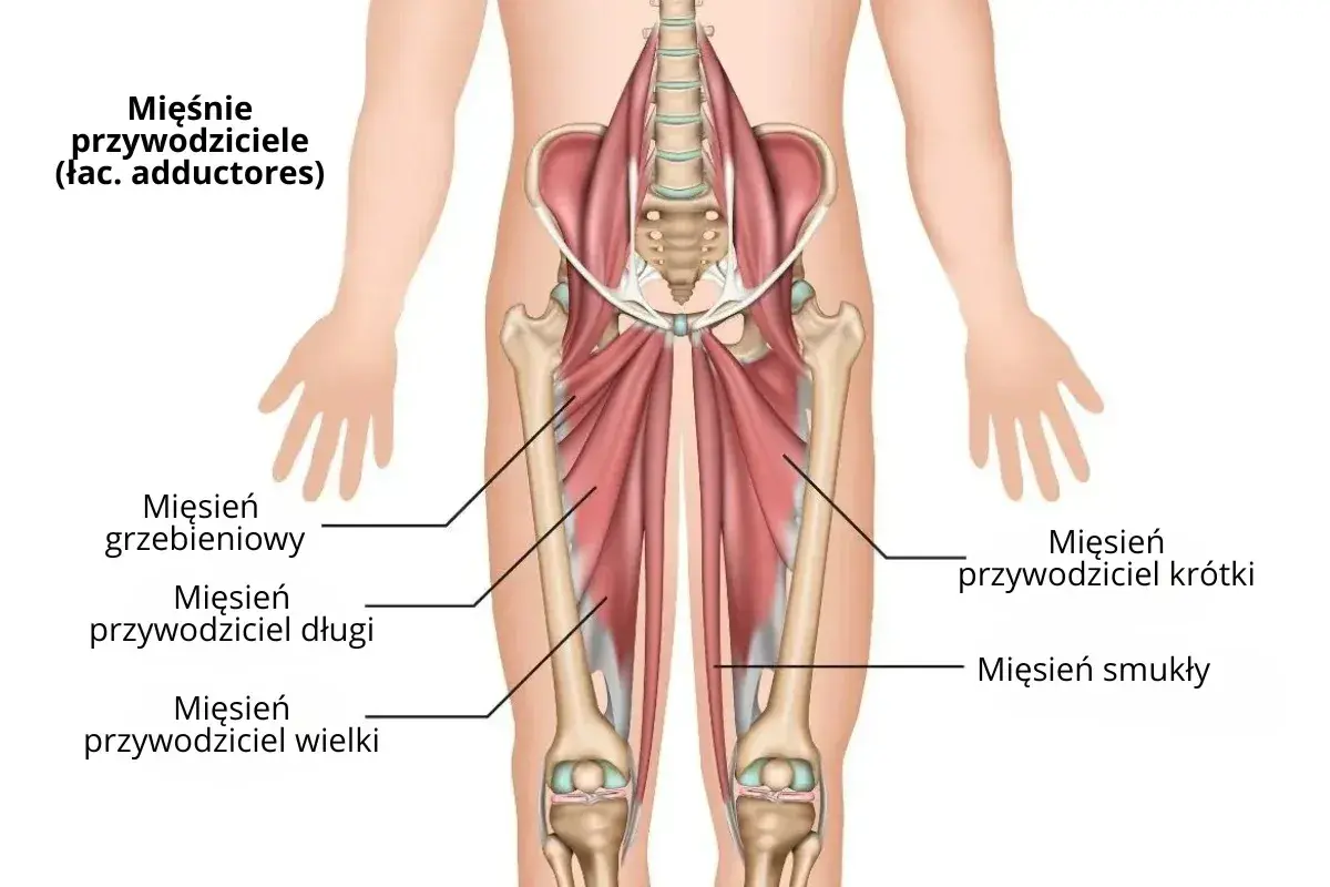 Anatomia mięśni przywodzicieli uda: mięsień grzebieniowy, przywodziciel długi, przywodziciel wielki, przywodziciel krótki i smukły.