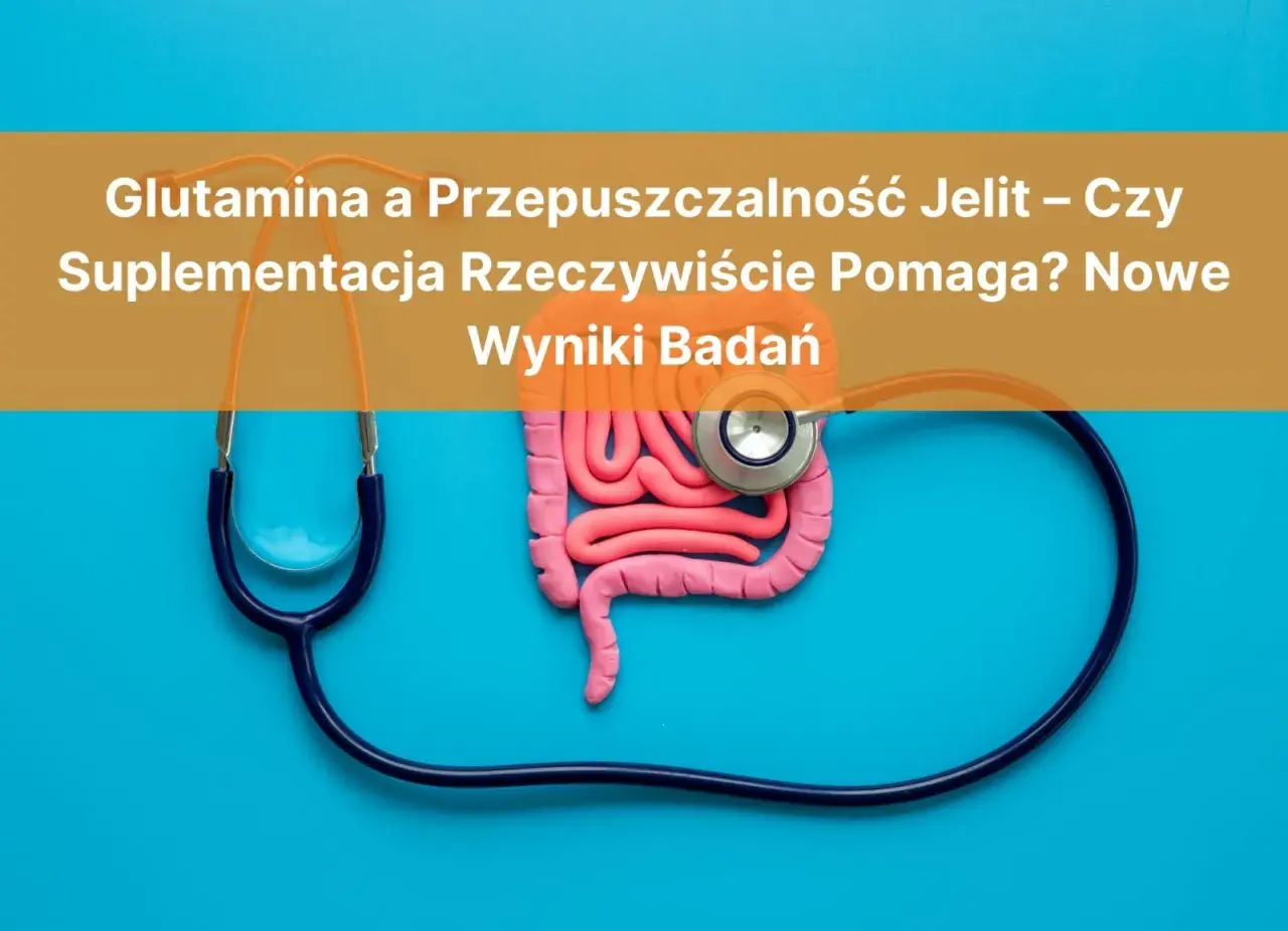 Model jelit i stetoskop. Czy glutamina co to i suplementacja pomagają na przepuszczalność jelit? Wyniki badań.