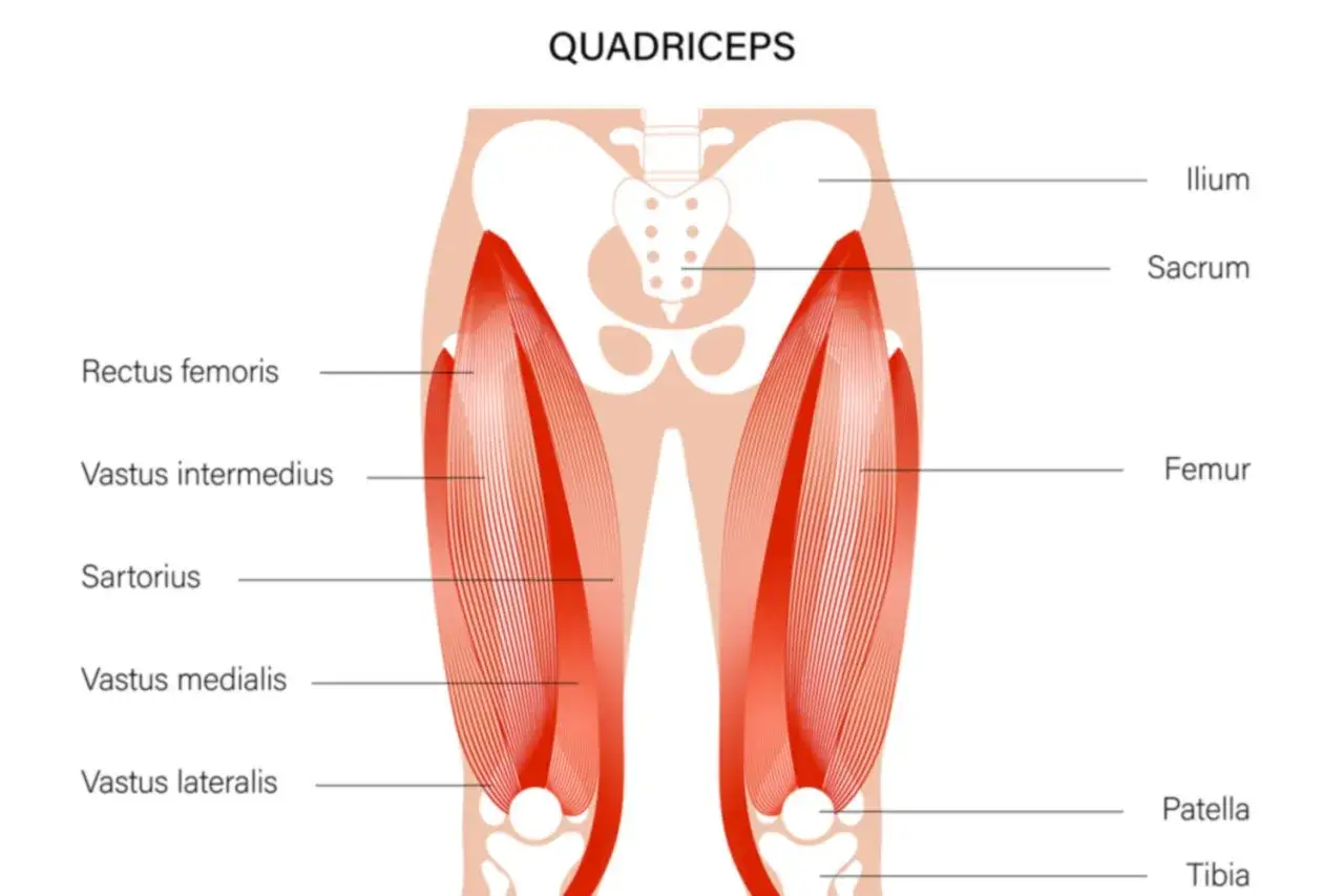 Anatomia mięśnia czworogłowego uda: rectus femoris, vastus intermedius, sartorius, vastus medialis, vastus lateralis.