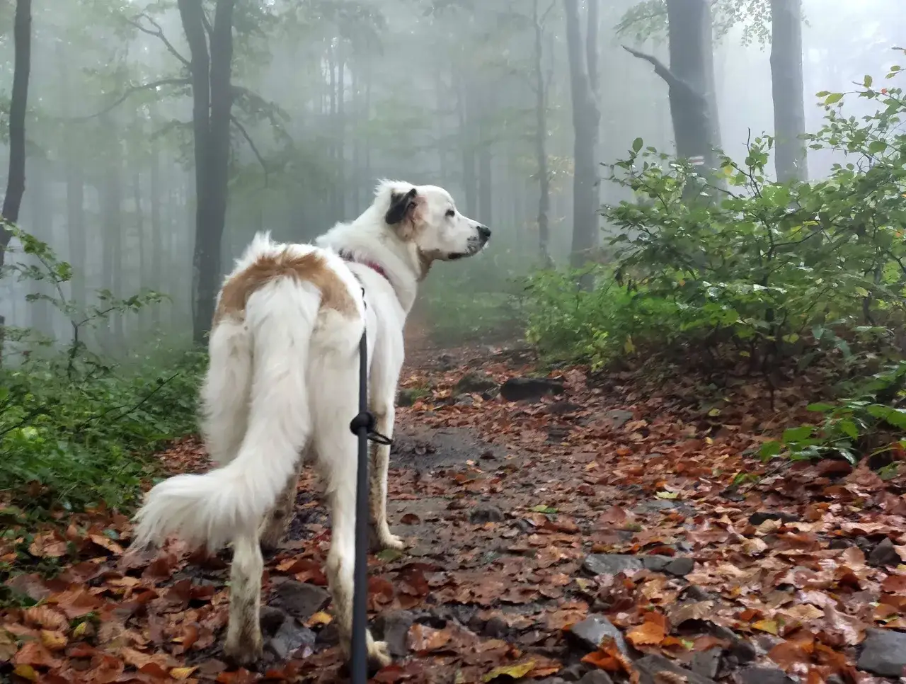 Bieszczady z psem w jesiennej mgle. Pies na szlaku wśród opadłych liści i drzew.