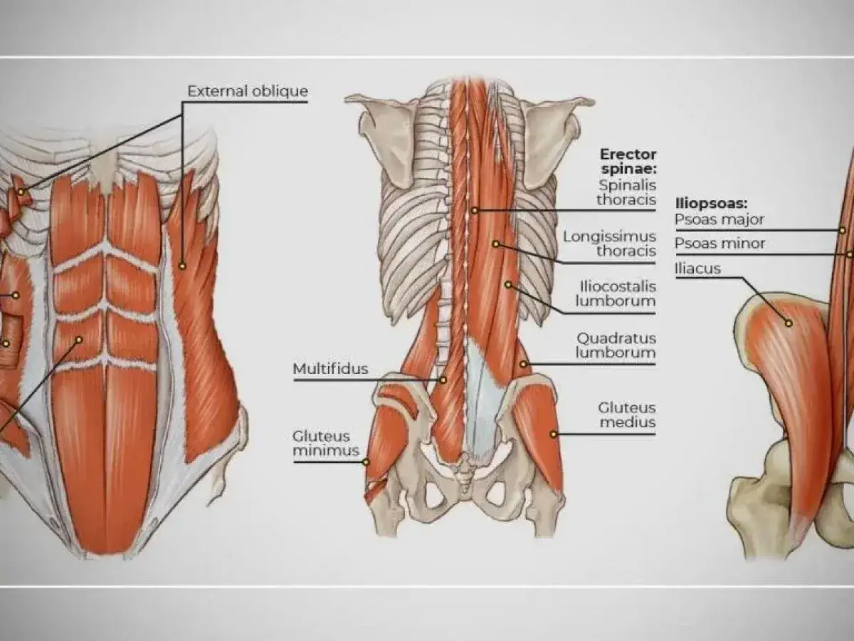 Anatomia mięśni brzucha i pleców. Widoczny mięsień poprzeczny brzucha, mięśnie skośne, prostowniki grzbietu i mięśnie pośladkowe.