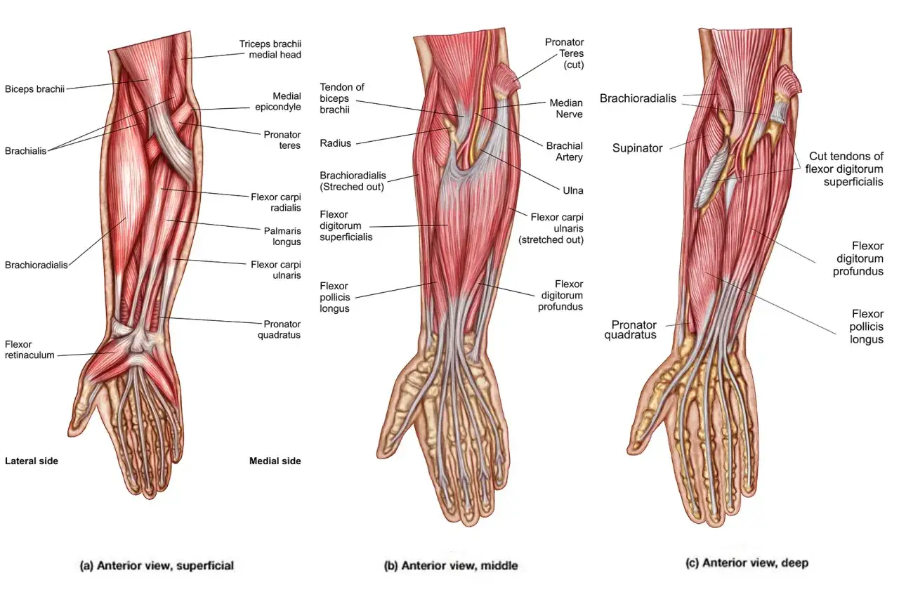 Anatomia przedramienia z widocznymi mięśniami i ścięgnami. Ilustracja pokazuje warstwy mięśni, które mogą być przyczyną bólu przedramienia.