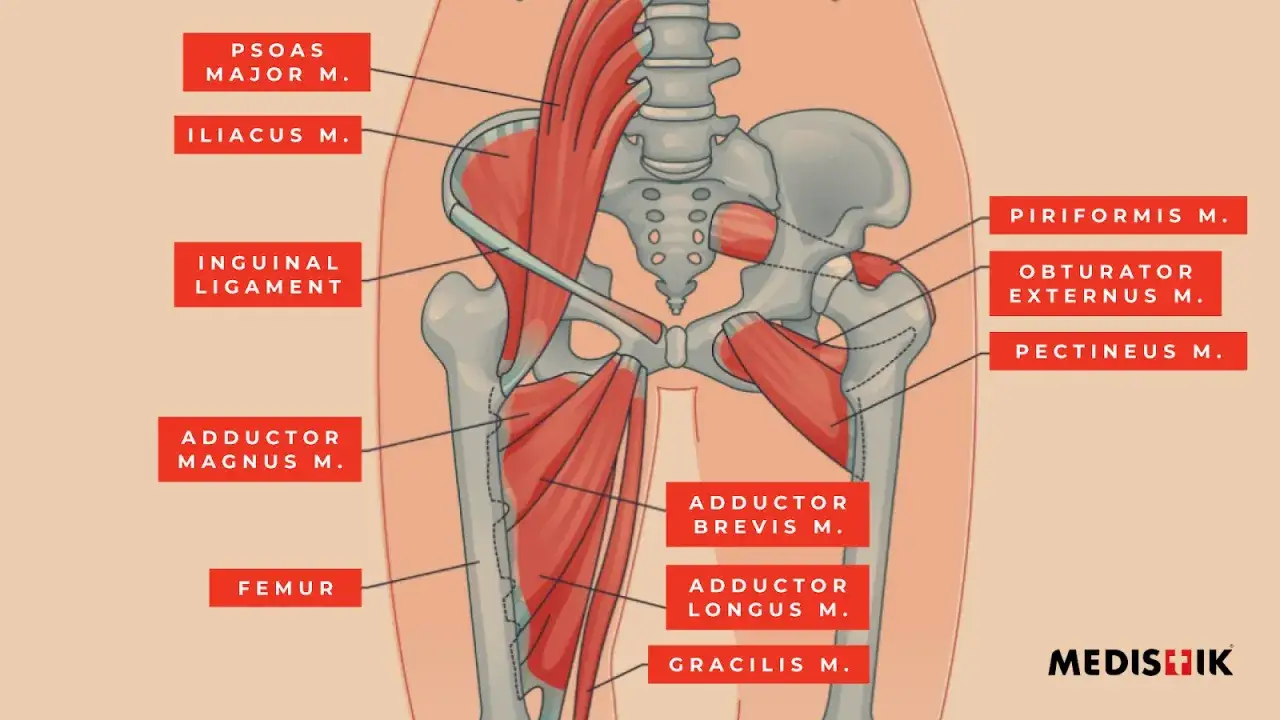 Anatomia miednicy i uda z zaznaczonym mięśniem biodrowo-lędźwiowym, przywodzicielami i innymi mięśniami.